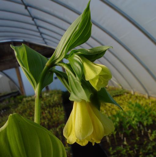 Disporum flavum